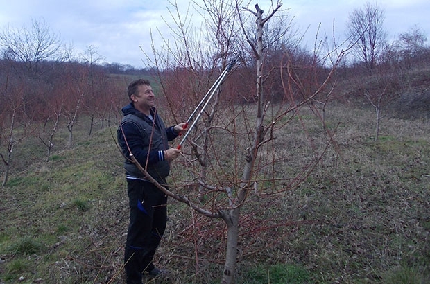 Брескве из Србије опет у Русију
